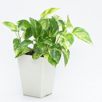 初心者の方におすすめ!育てやすい観葉植物3種