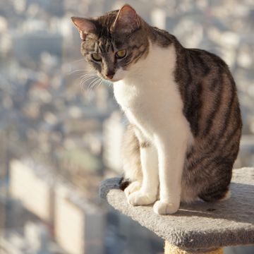 フック付きフレームなら、ワイヤーネットに掛けて飾ることもできます
